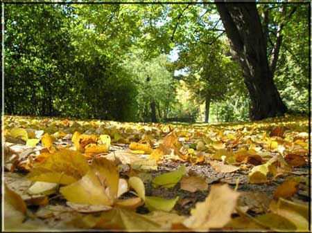 Herbstlaub